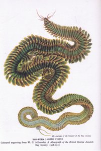 Ragworm, Nature in Britain published by Collins, 1946 by W. C. McIntosh